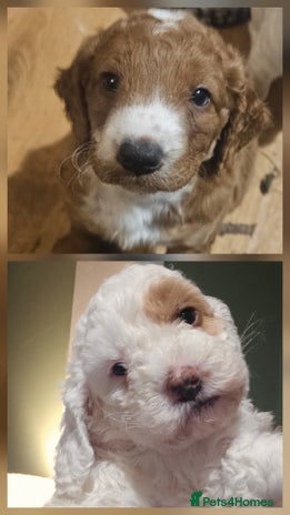 Cockapoo dogs Only two beautiful cockapoo puppies left for sale! - Advert 1