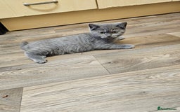 British Shorthair cats for sale: British shorthair kittens for sale   - Advert 7