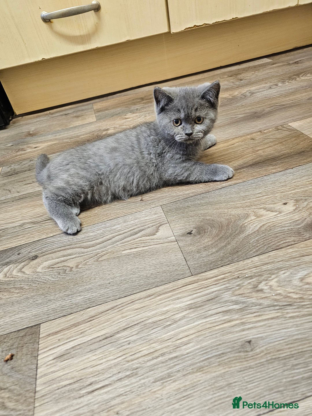 British Shorthair cats for sale: British shorthair kittens for sale   - Advert 7