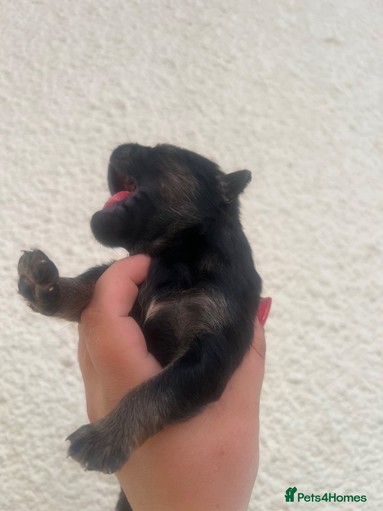 Mixed Breed dogs for sale: 7 beautiful Malkita x puppies with unique colours  - Advert 21