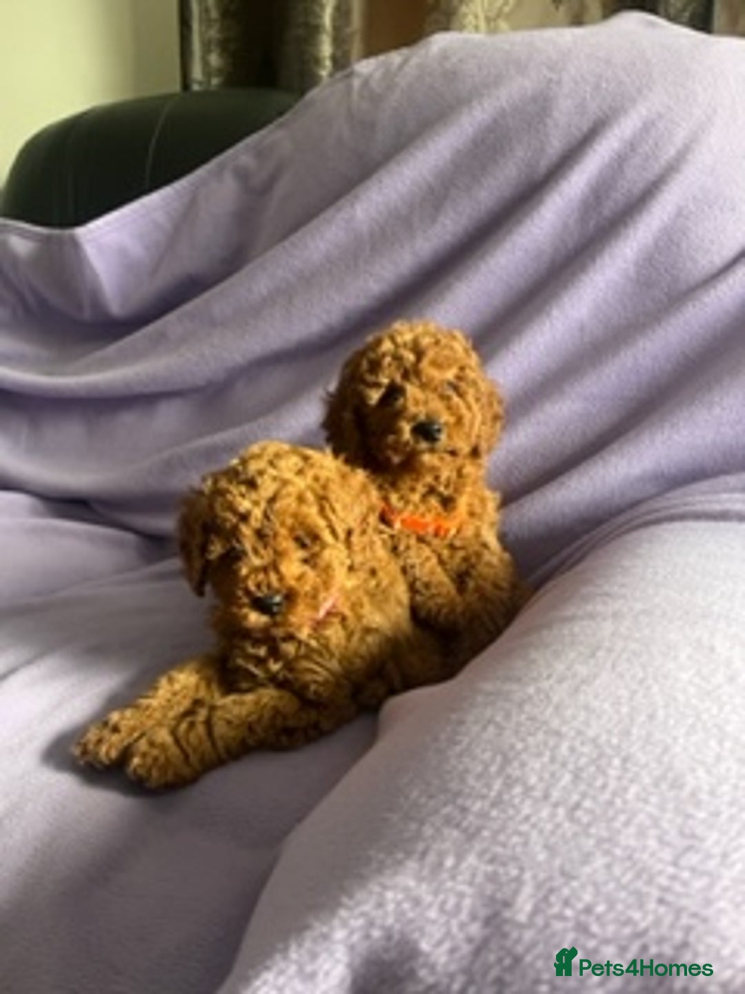 Toy Poodle dogs for sale: 4 red toy poodle pups  - Advert 1