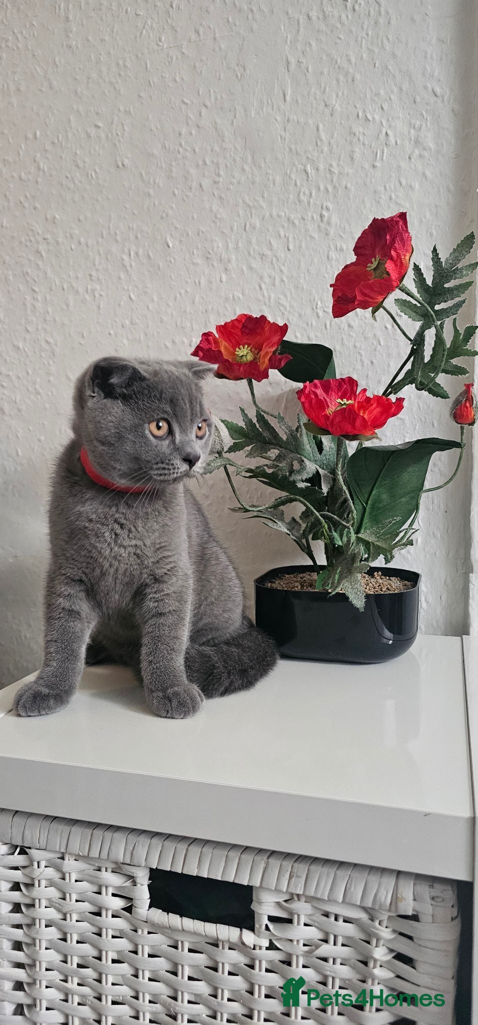 Scottish Fold cats FULLY VACCINATED! Last Scottish Fold Male - Advert 1
