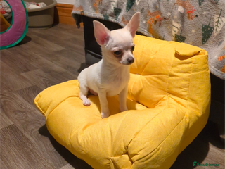 Chihuahua dogs ONE small toy pedigree Chihuahua - Advert 3