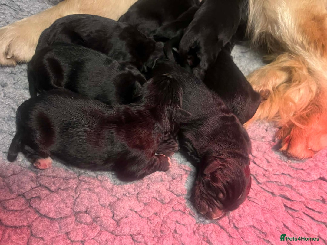 Golden Retriever dogs for sale: Beautiful Bernese Mountain Dog x Golden Retrievers - Advert 6