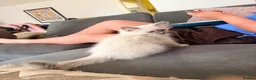 Ragdoll cats for sale:  Last one looking forever home, ready to go now  - Advert 3