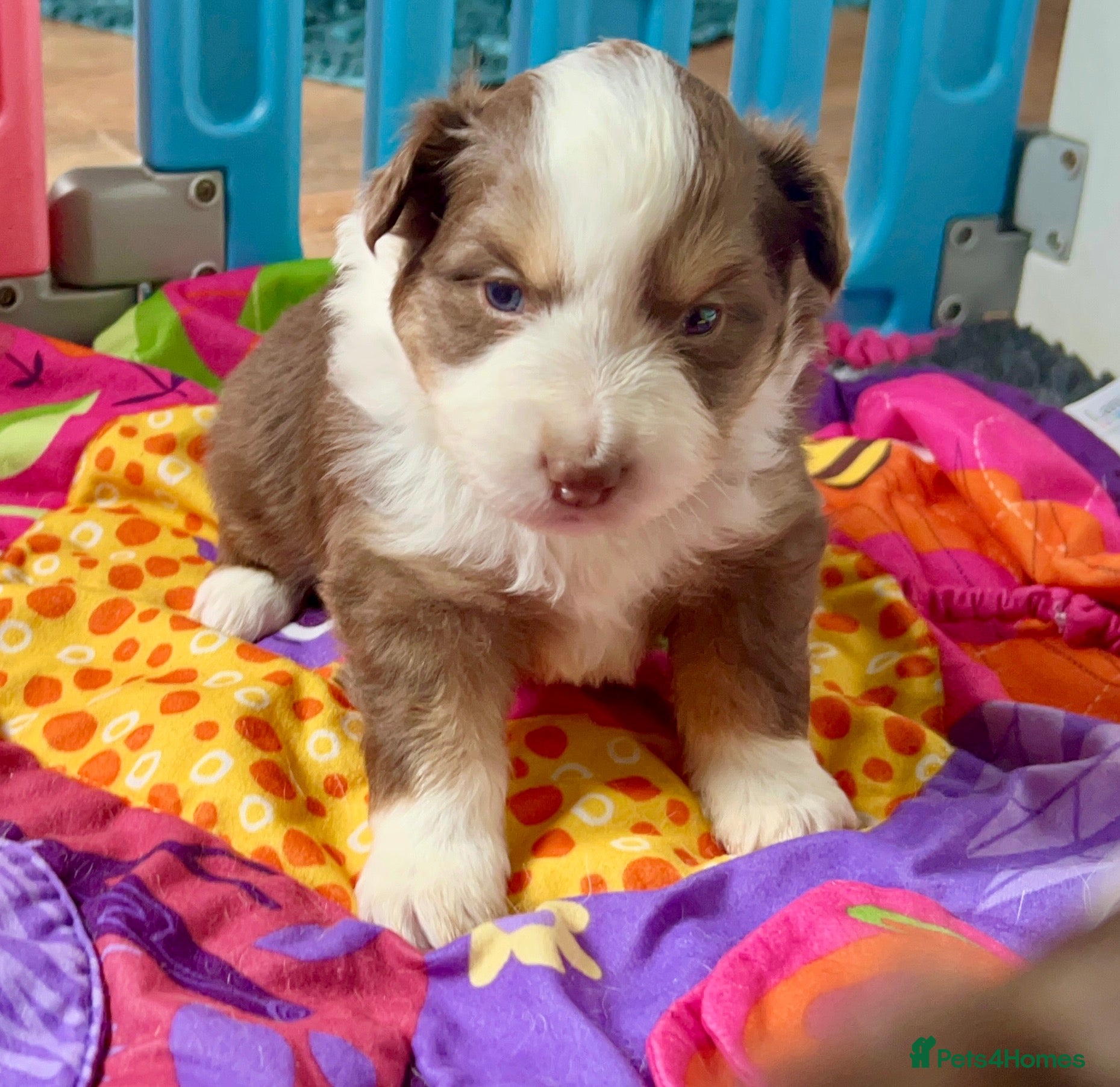 Australian Shepherd dogs for sale: Quality Mini Aussie (MAS) Rare Show Lines RKC reg  - Advert 1