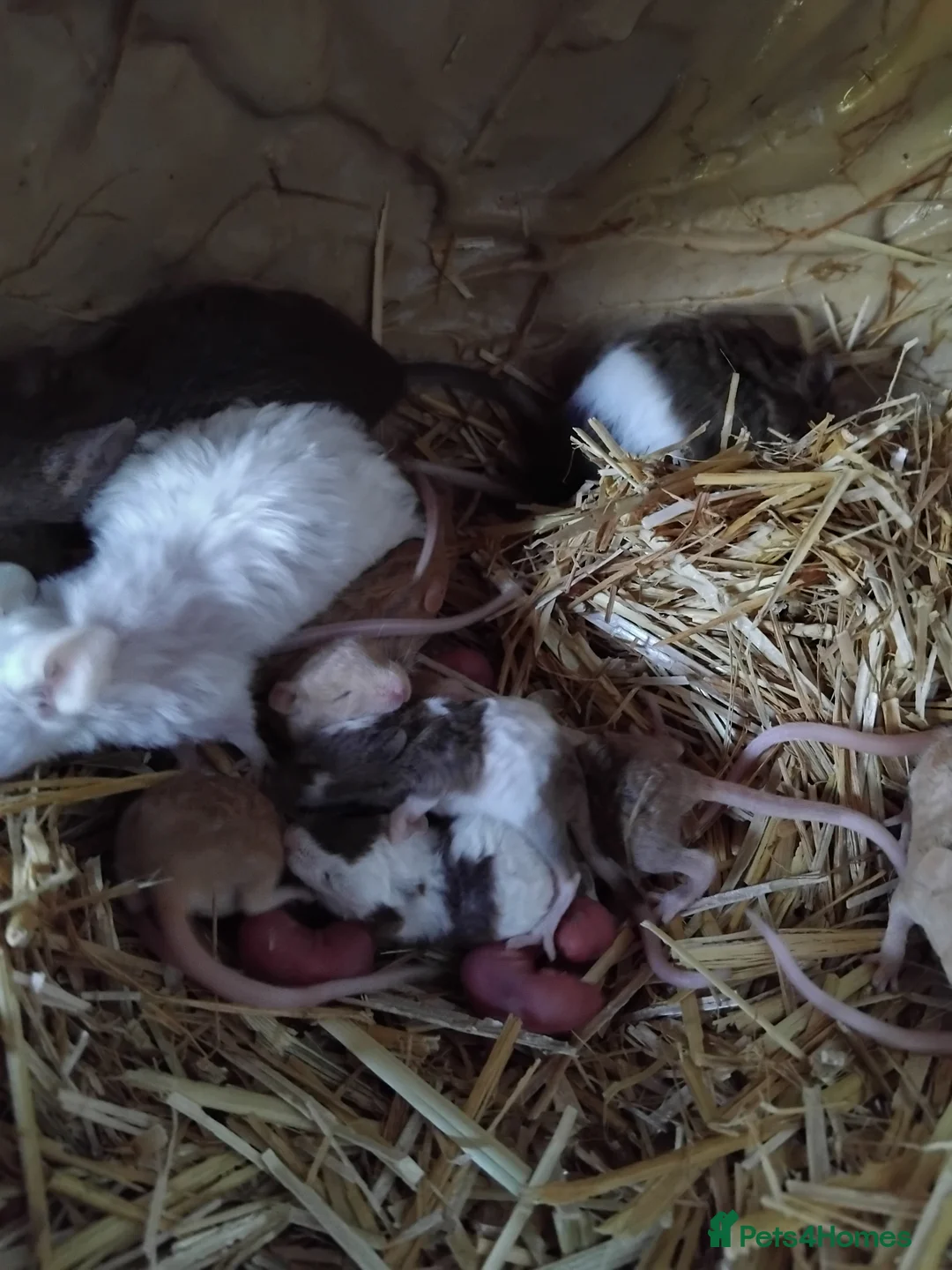 Mouse rodents for sale: Fancy mice , gorgeous colours - Advert 2