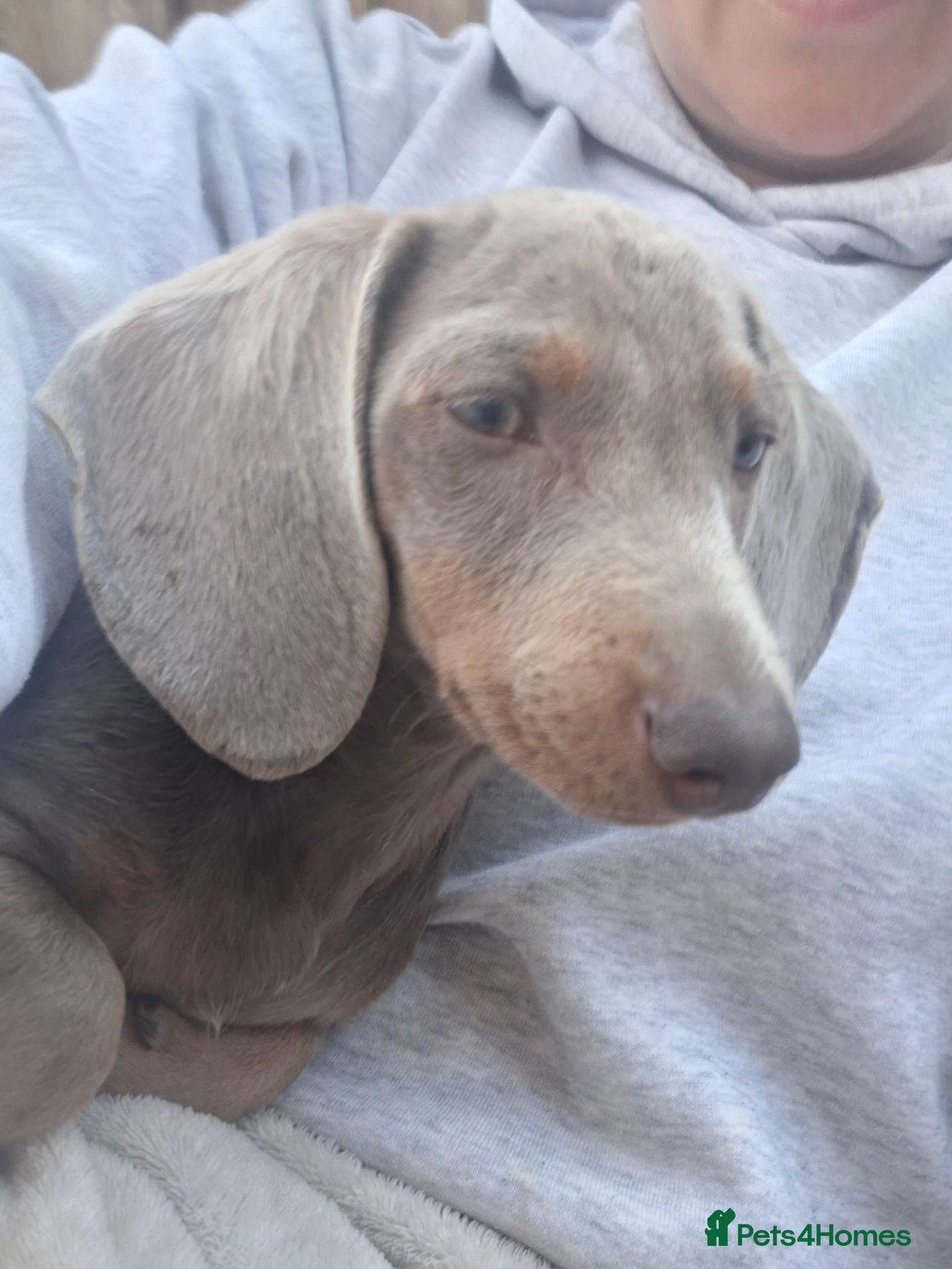Dachshund dogs Stunning blue male daschund  - Advert 6