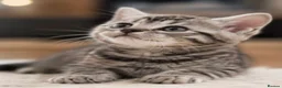 Mixed Breed cats for sale: Half British shorthair kittens  - Advert 6