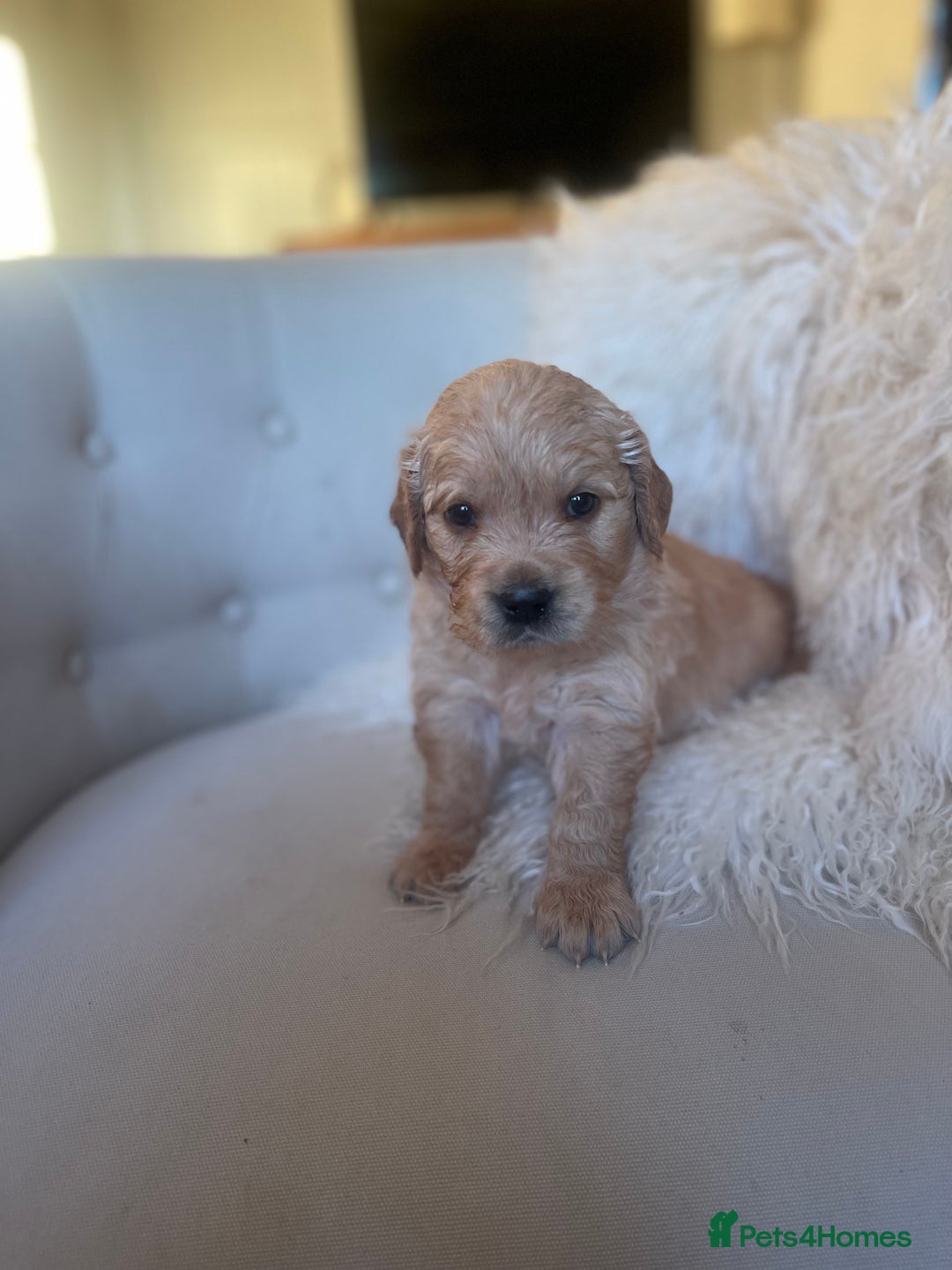 Golden Retriever dogs for sale: ✨Kennel Club Registered Golden Retriever Puppies ✨ - Advert 6