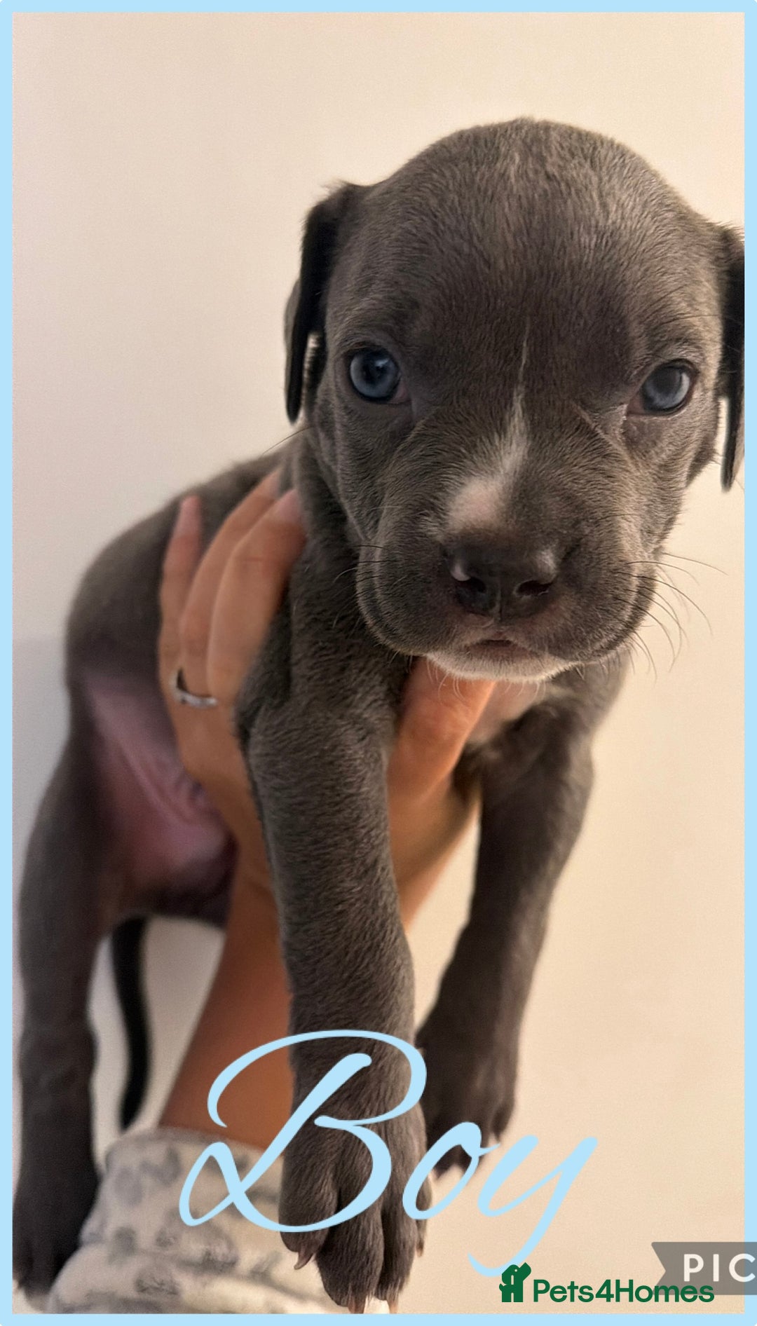 Mixed Breed dogs for sale: American staff mix  - Advert 8