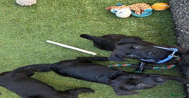 Mixed Breed dogs - Advert 10
