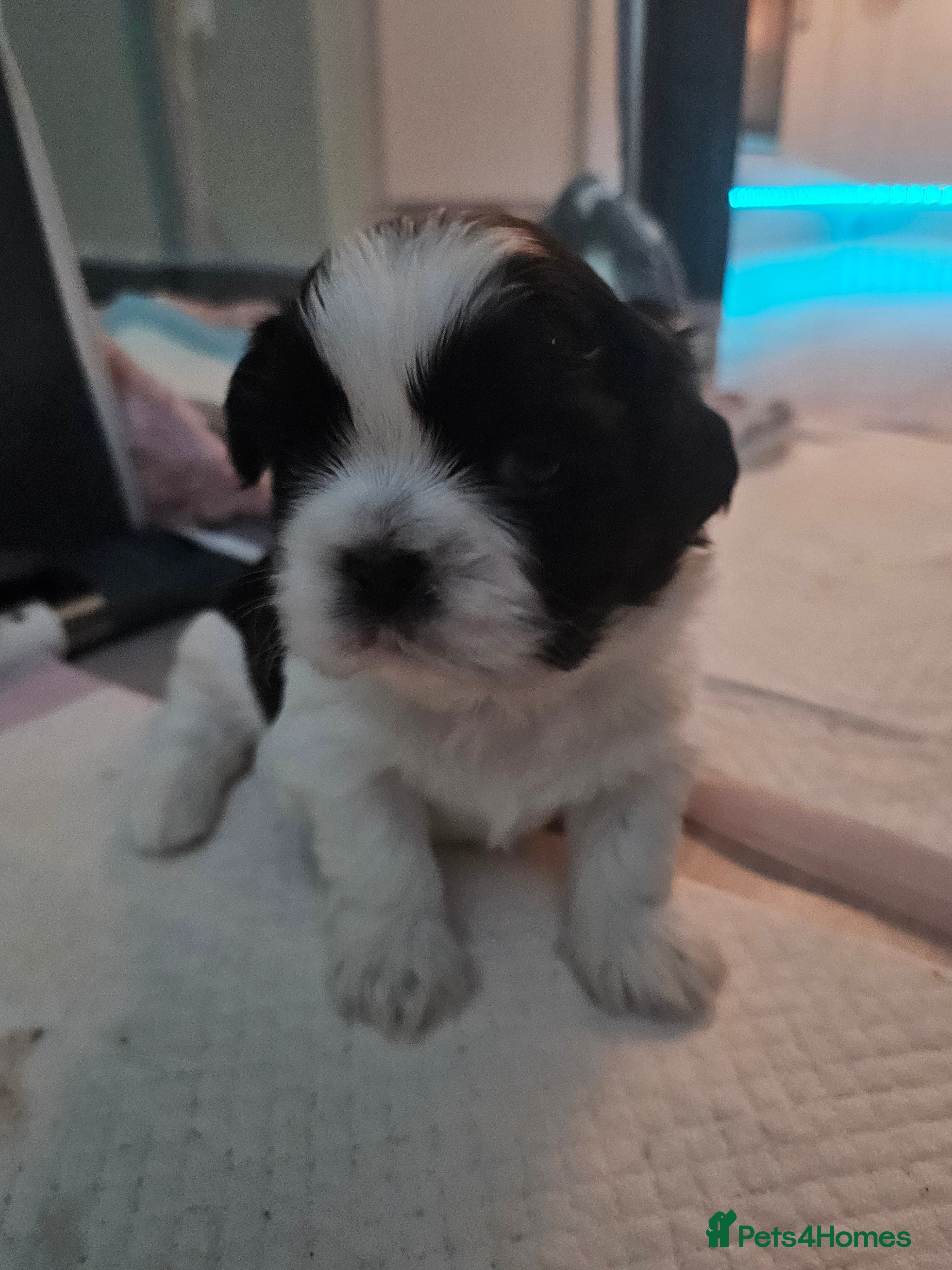 Shih Tzu dogs 💞 Gorgeous Shih Tzu Boy Puppies 💞 - Advert 2
