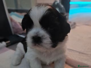 Shih Tzu dogs 💞 Gorgeous Shih Tzu Boy Puppies 💞 - Advert 4