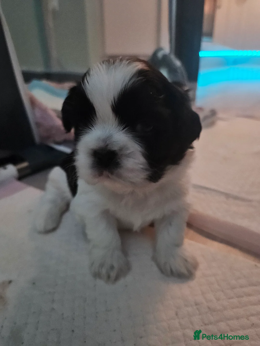Shih Tzu dogs for sale: 💞 Gorgeous Shih Tzu Boy Puppies 💞 - Advert 4