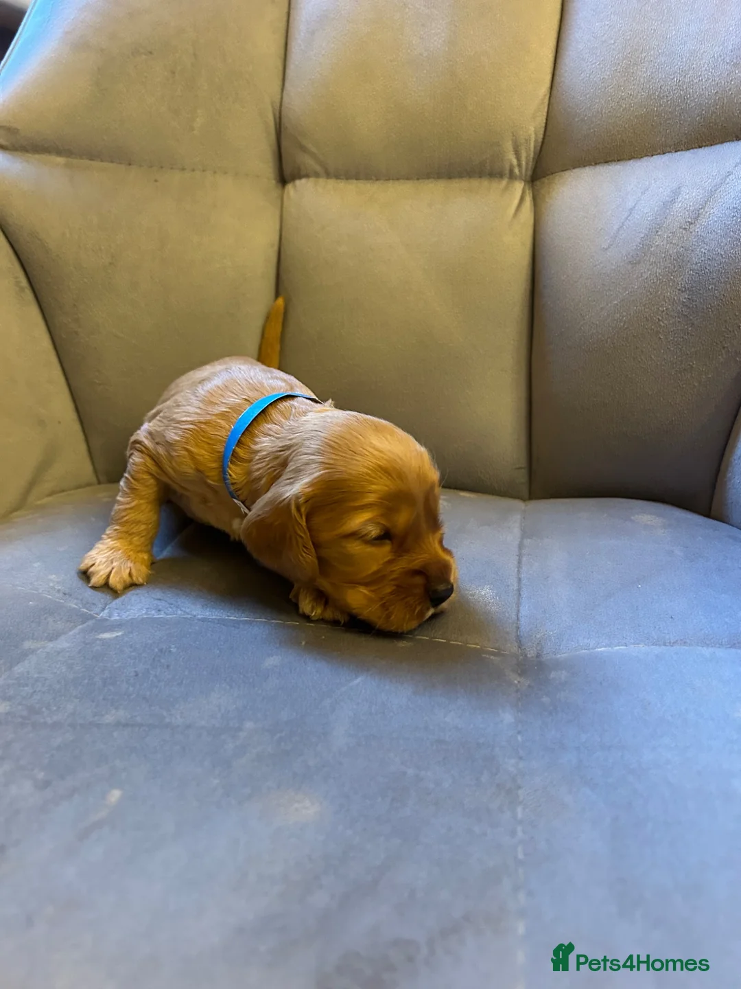 Cockapoo dogs for sale: 9 Gorgeous Cockapoo Puppies  - Advert 25
