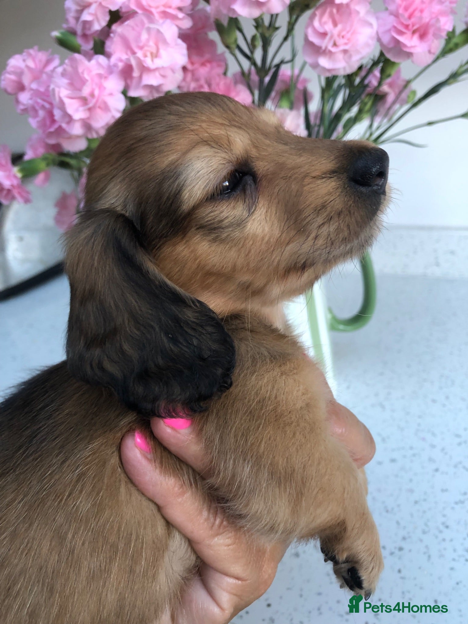 Miniature Dachshund dogs  L/H Miniature Dachshunds K.C Reg - Advert 15