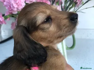 Miniature Dachshund dogs L/H Miniature Dachshunds K.C Reg - Advert 15