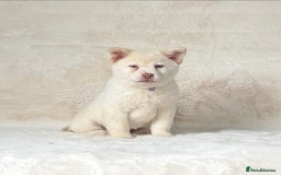 Mixed Breed dogs for sale: Stunning chowsky puppies for sale  - Image 22