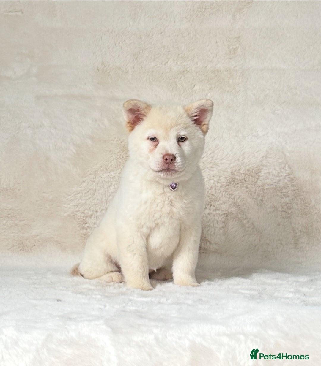 Mixed Breed dogs for sale: Stunning chowsky puppies for sale  - Image 22