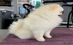 Pomeranian dogs for stud: Tiny Pomeranian (STUD)  - Image 9