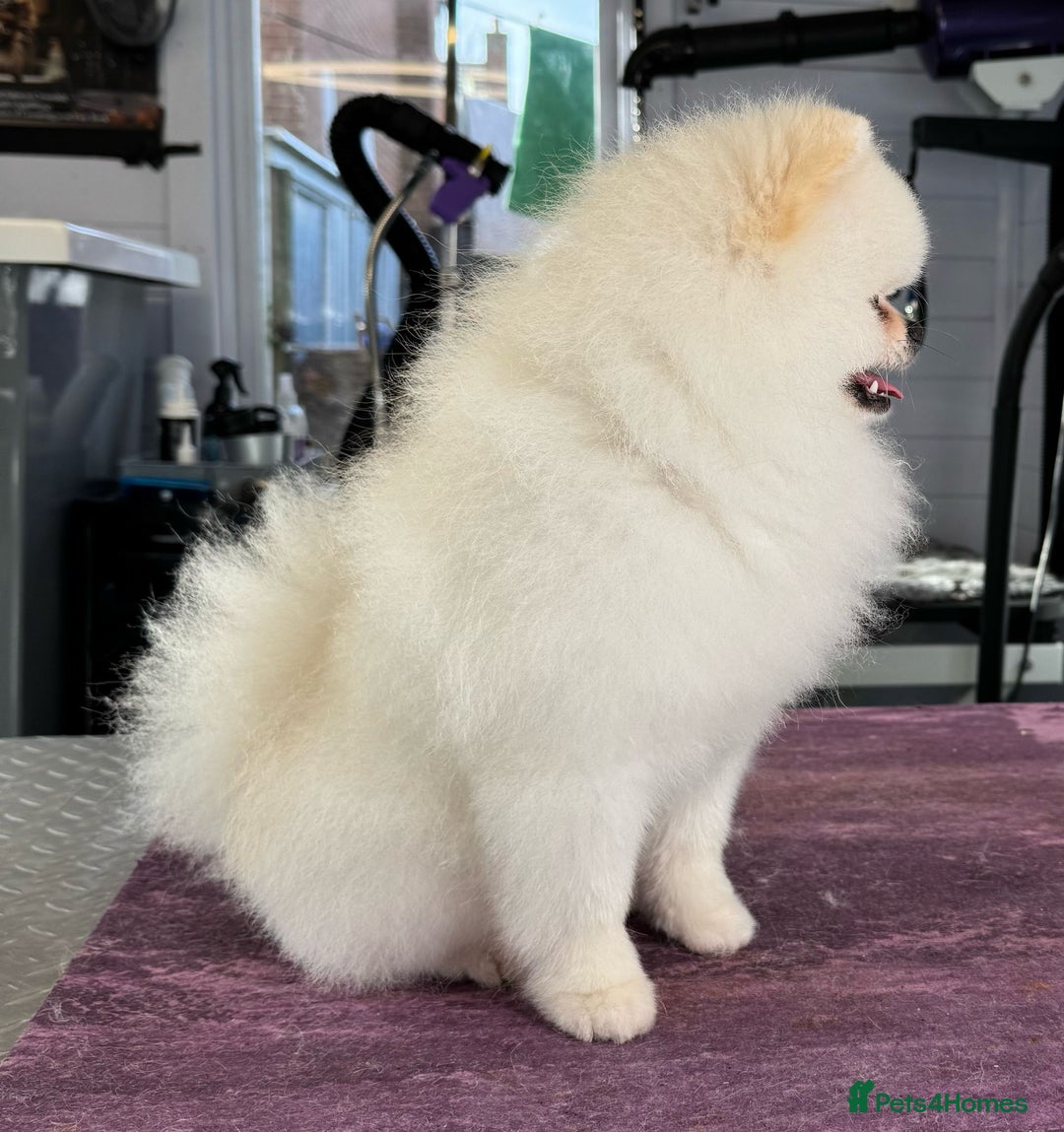 Pomeranian dogs for stud: Tiny Pomeranian (STUD)  - Image 9