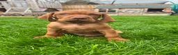 Hungarian Vizsla dogs for sale: EXCEPTIONAL HUNGARIAN VIZSLA PUPPIES - Advert 26