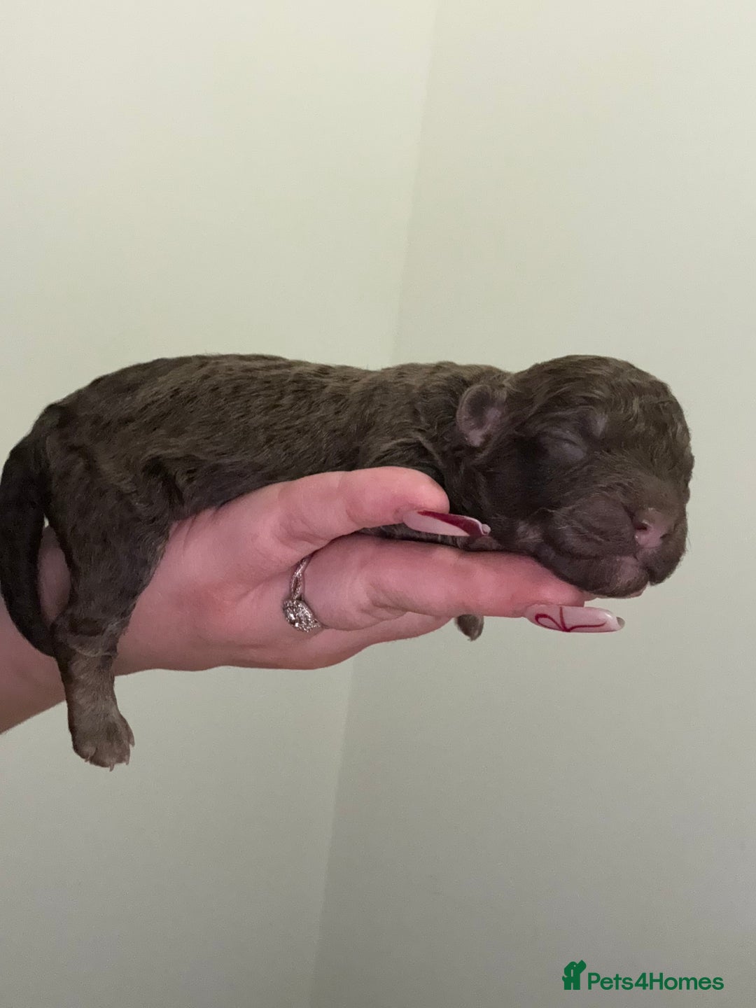 Poochon dogs for sale: 5 stunning poochon puppies with rare colourings  - Advert 9