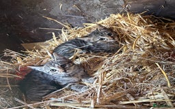 Bengal cats for sale: Beautiful farm reared bengals  - Image 4