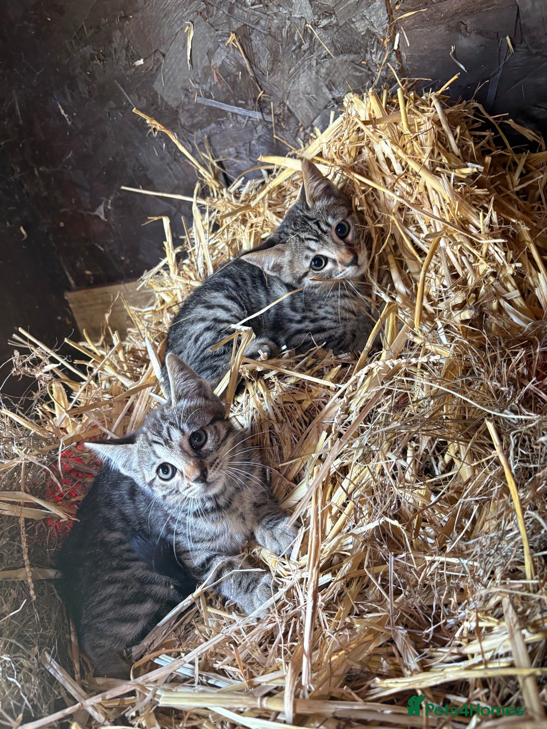 Bengal cats for sale: Beautiful farm reared bengals  - Image 4