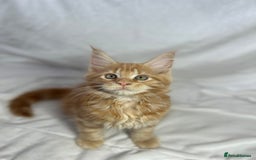 Maine Coon cats for sale: TICA REGISTERD MAINCOON KITTEN’S ⭐️ - Image 7
