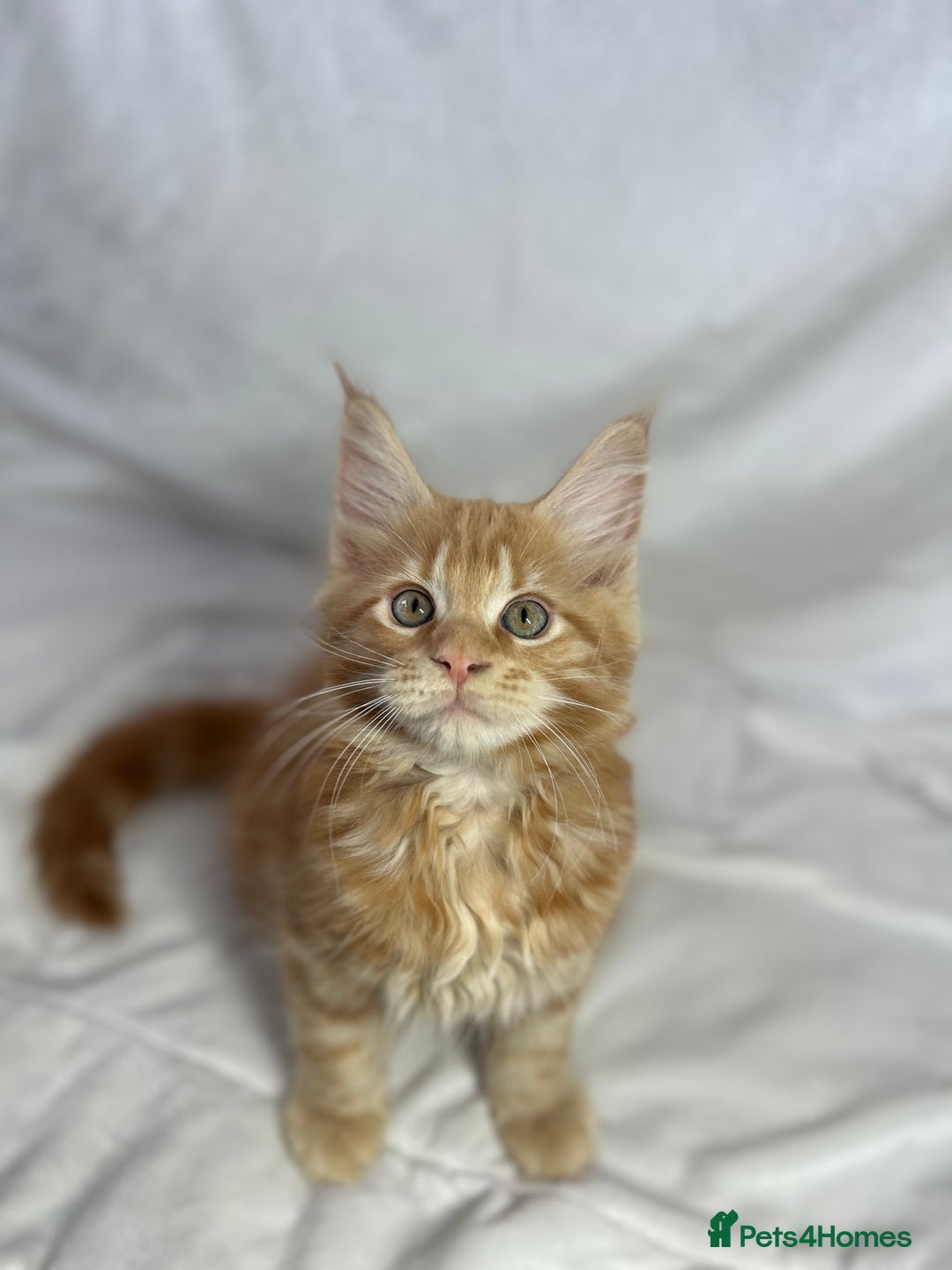 Maine Coon cats for sale: TICA REGISTERD MAINCOON KITTEN’S ⭐️ - Image 7