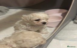 Bichon Frise dogs for sale: ✨ Bichon Frisé Puppies from Champion Bloodlines ✨ - Image 19