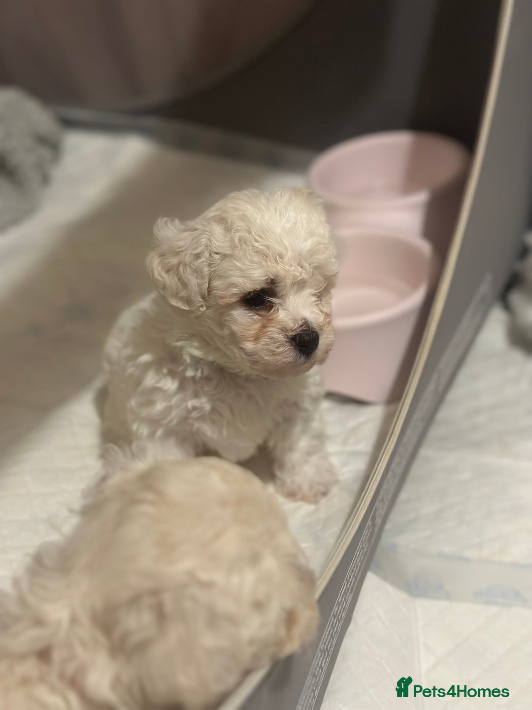 Bichon Frise dogs for sale: ✨ Bichon Frisé Puppies from Champion Bloodlines ✨ - Image 19