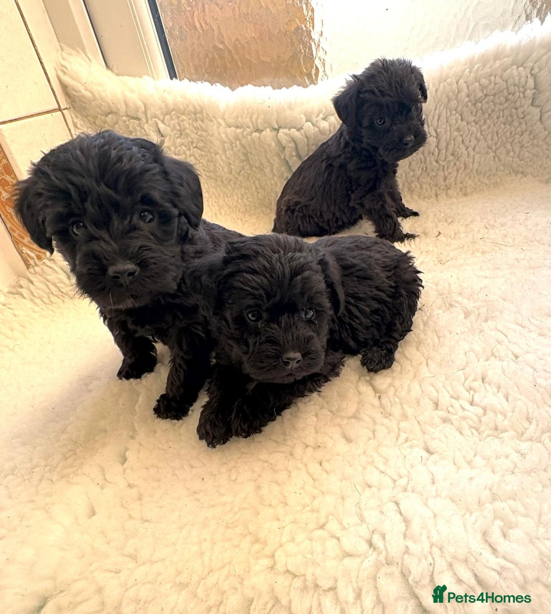 Mixed Breed dogs for sale: Beautiful little schnoodle puppies  - Advert 3