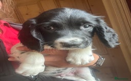 English Springer Spaniel dogs for sale: Stunning DNA Clear KC Springer Spaniel Puppies  - Image 25