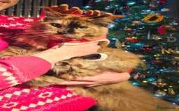 Maine Coon cats for sale: A Loving Maine Coon Girl Seeking Her Forever Home - Image 2