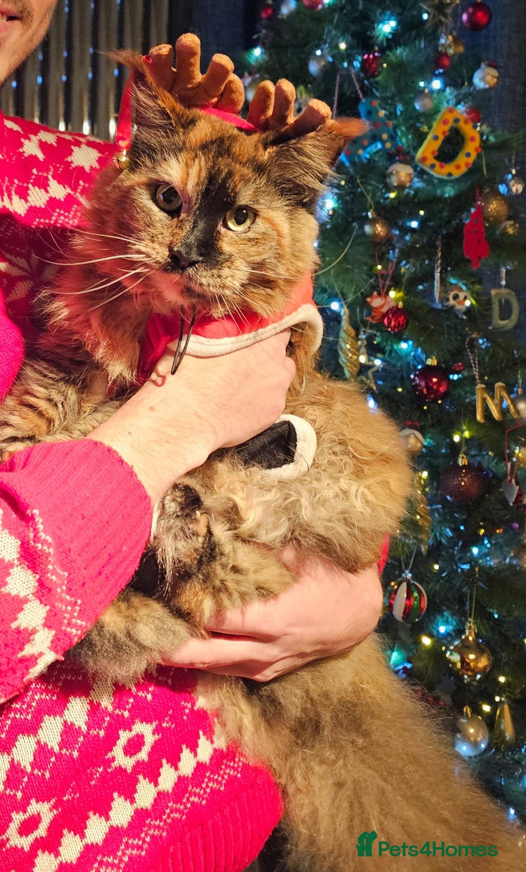 Maine Coon cats for sale: A Loving Maine Coon Girl Seeking Her Forever Home - Image 2