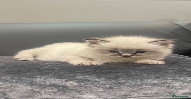 Ragdoll cats Stunning Pure breed ragdoll kittens  - Advert 4