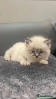 Ragdoll cats Stunning Pure breed ragdoll kittens - Advert 5