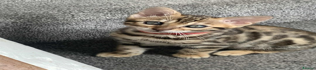 Bengal Kitten 3