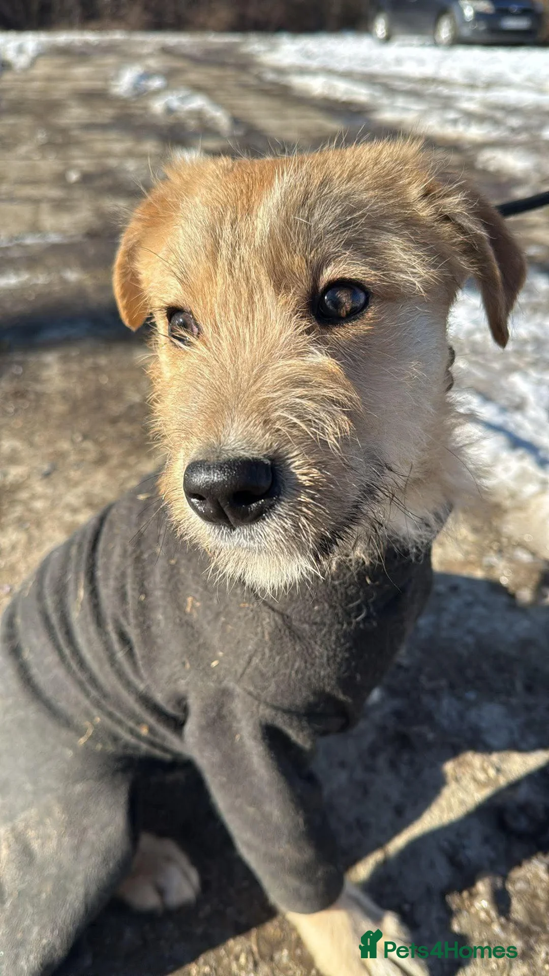 Mixed Breed dogs for adoption: Meet Toby, currently residing in Cheshire  in Nantwich - Advert 15