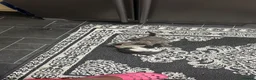 Mixed Breed cats for sale: 4 Adorable Tuxedo x Russian Blue Kittens For Sale - Advert 4