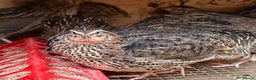 Quail poultry for sale: Jumbo Coturnix Quails  - Advert 3