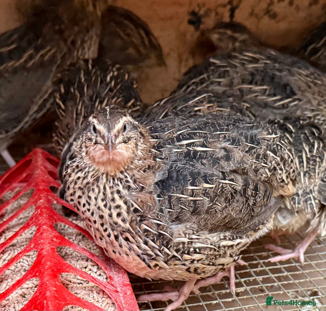 Quail poultry for sale: Jumbo Coturnix Quails  - Advert 3