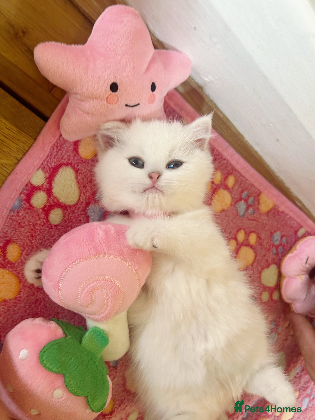 British Longhair cats for sale: 5 Beautiful blue eyed British Shorthair in London - Image 19