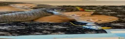 Maine Coon cats for sale: Pedigree Maine coon kittens  - Advert 4