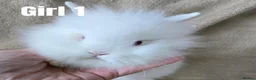 Lionhead rabbits for sale: 🐰💕 BEAUTIFUL PUREBRED LIONHEAD BABIES  in Glasgow - Advert 4