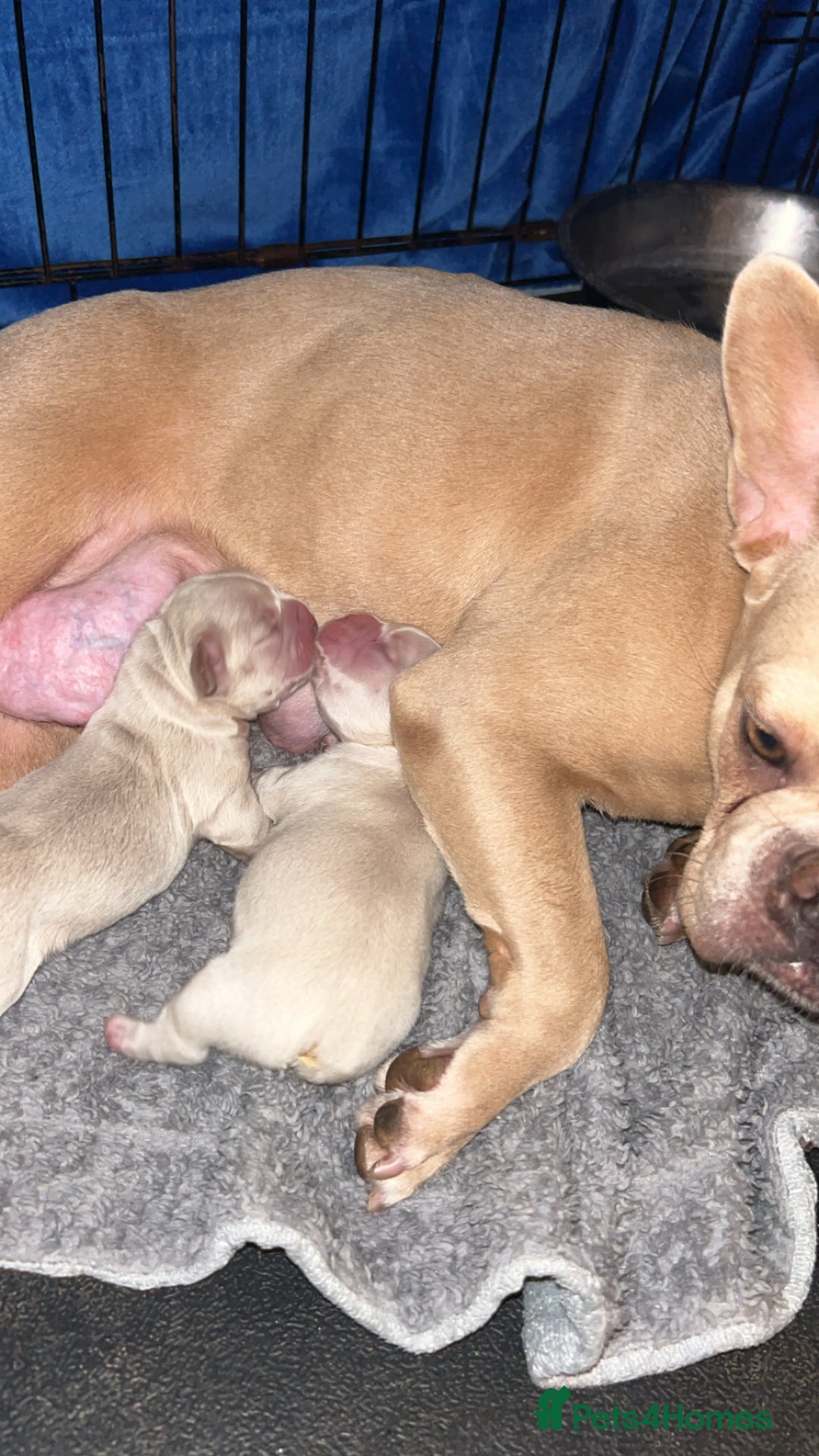 French Bulldog dogs for sale: French bulldog puppies ready  - Advert 6