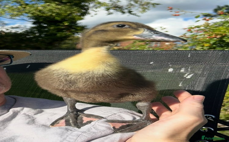 Ducks poultry - Advert 9
